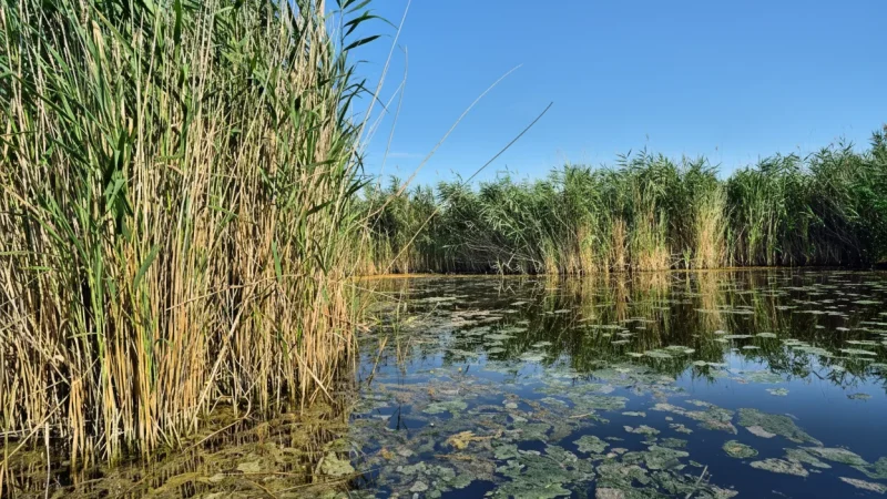 Reed Belt Areas – Natural Wetland Landscapes(2)