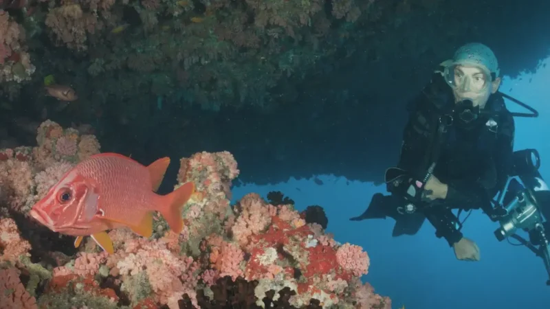 Reef Diving Sites – Beginner-friendly diving(1)