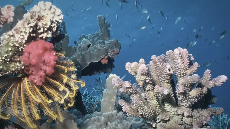 Reef Diving Sites(4)