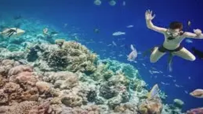 Reef Edge Snorke(4)