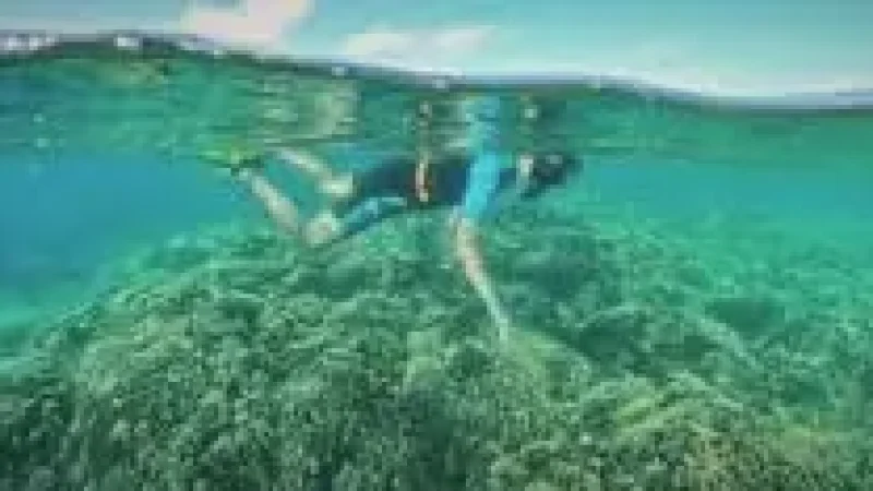 Reef Edge Snorkel(2)