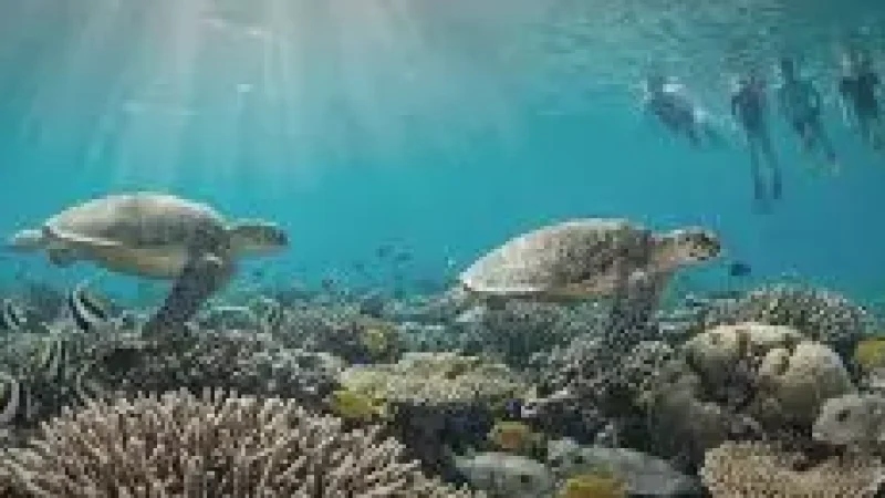 Reef Edge Snorkeling – A marine-rich(3)