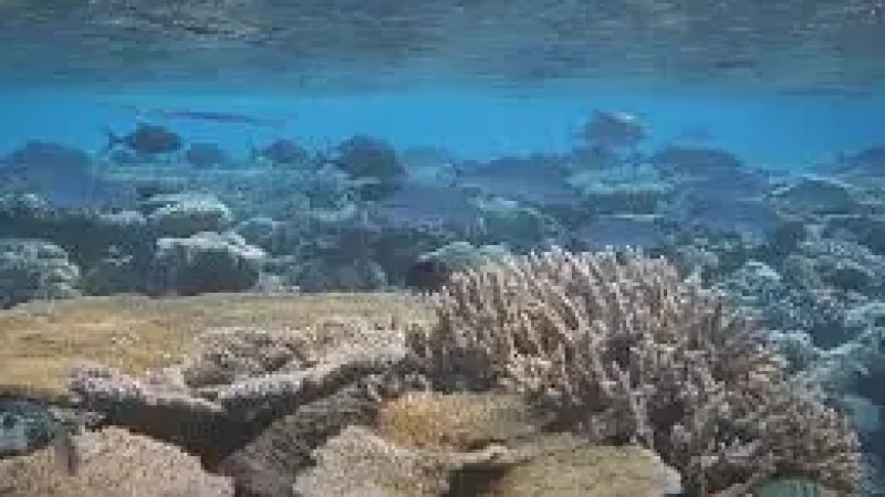 Reef Edge Snorkeling – A shallow, marine-rich area(4)