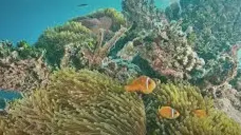 Reef Edge Snorkeling – A shallow marine-rich(2)