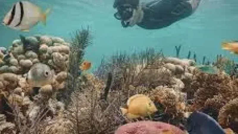 Reef Edge Snorkeling – Colorful marine(2)