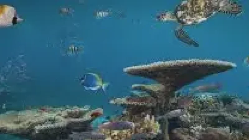 Reef Edge Snorkeling –(1)