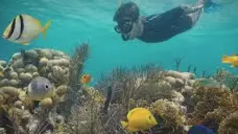 Reef Edge Snorkeling(6)