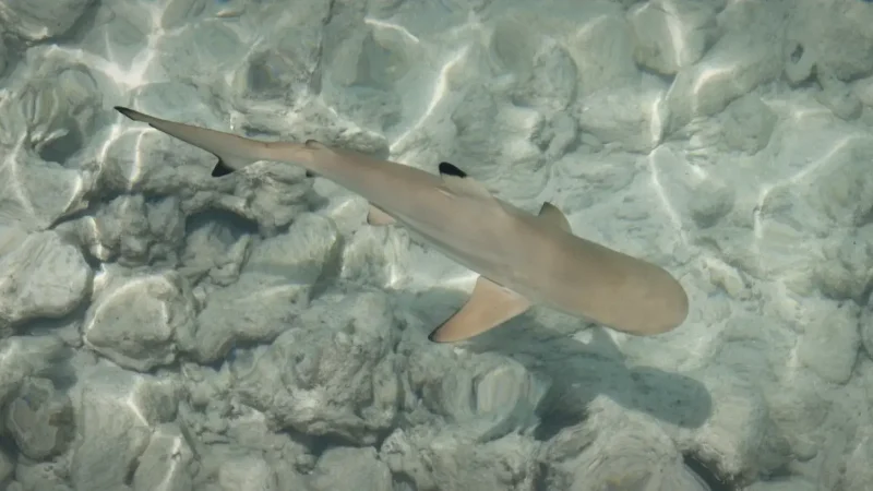 Reef Shark Viewing Spots (Safe Shark Area)(3)