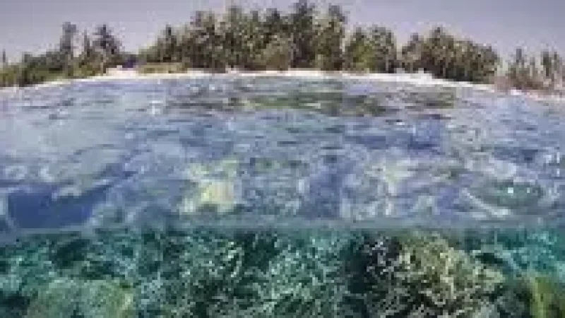 Reef Snorkeling Area – A shallow coral zone for(6)