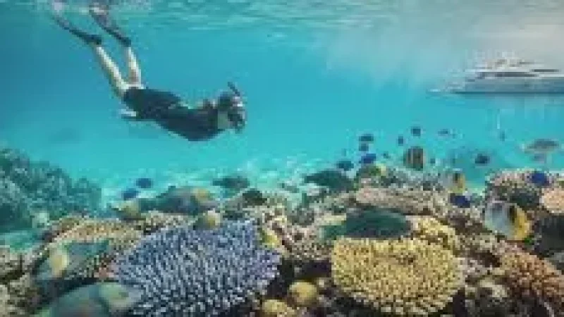 Reef Snorkeling Spot(3)