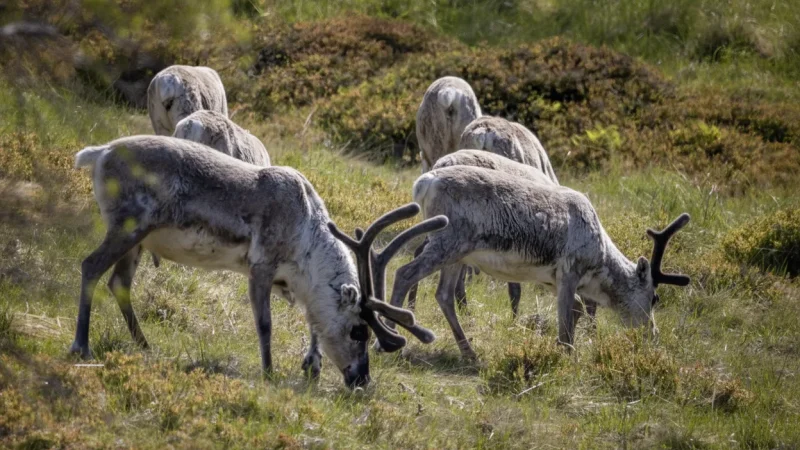 Reindeer Habitat Areas – Wild Reindeer Zones(5)
