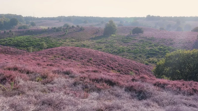 Renkum_Heathlands_01