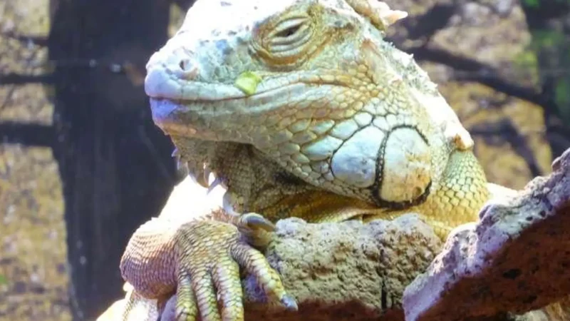 Reptile_Zoo_Iguana_05