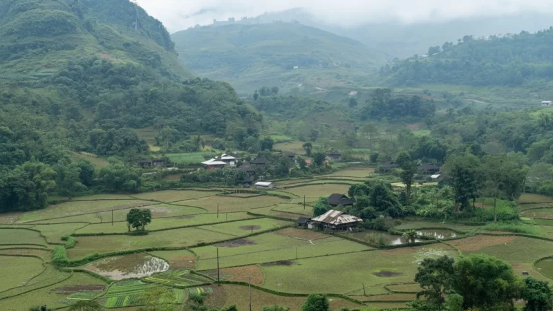 Rice Field Outskirts – Quiet walking areas(6)