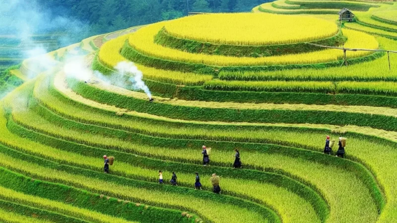 Rice Fields – Open Countryside(4)