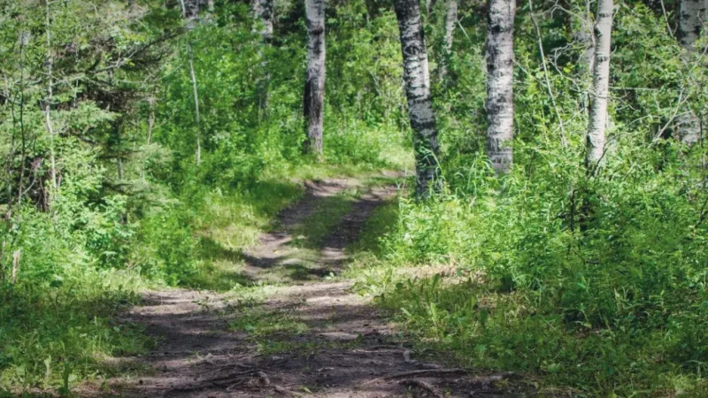 Riding Mountain National Park Trails – Forest and wildlife routes(5)