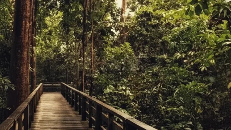Riisa Boardwalk – Wooden trail through bog landscapes(1)