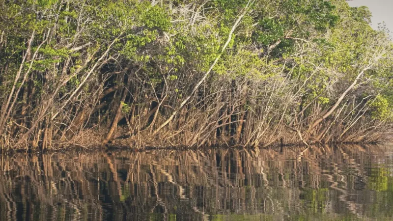 Rio Negro Riverbanks – Dark-water scenery(3)