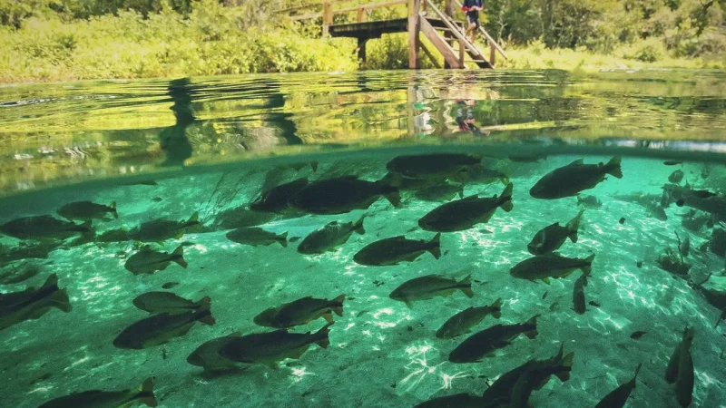 Rio Sucuri – Floating and snorkeling(4)