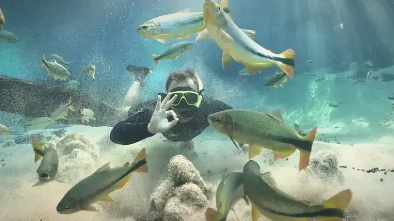 Rio da Prata – Crystal-clear snorkeling river(6)