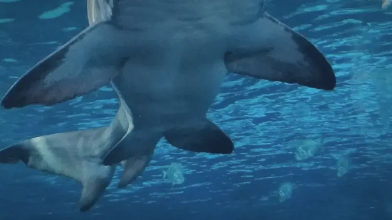 Ripley’s Aquarium of Canada – Marine exhibits(4)