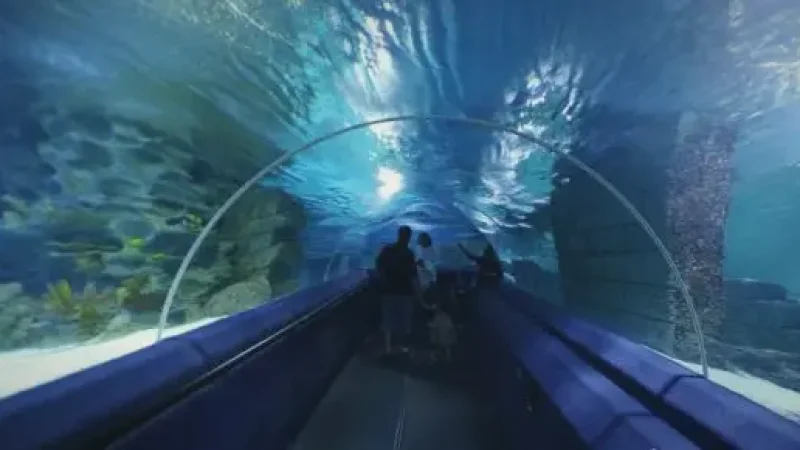 Ripley's Aquarium of Canada – Marine life(4)