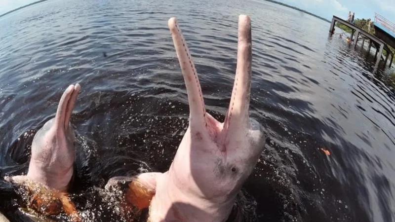 River_Dolphins_Zones_–_Pink_dolphin_sightings__01
