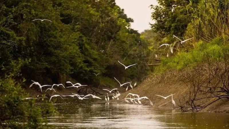 Riverbank_Wildlife_Zones_–_Mammal_and_bird_habitats__02