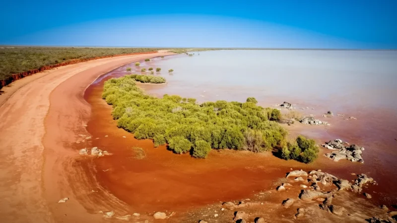 Roebuck Bay – Mangroves and birdlife(5)