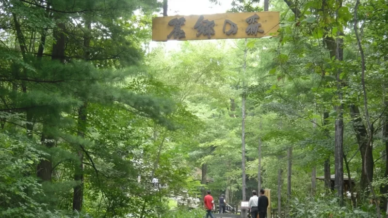 Rokugo Forest(5)