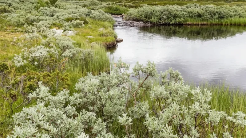 Rondane Mountain Plateau – Open Highland Landscapes(5)