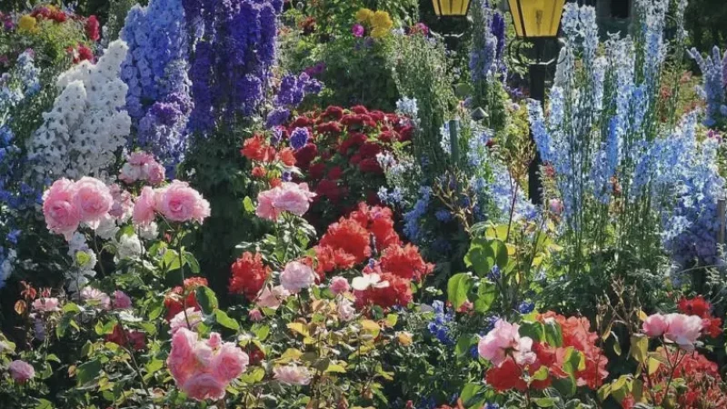 Rose Garden – Seasonal Blooms(2)