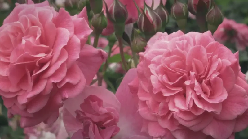 Rose Garden – Seasonal Flowers(4)