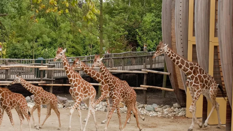 Rotterdam_Zoo_(Diergaarde_Blijdorp)_06