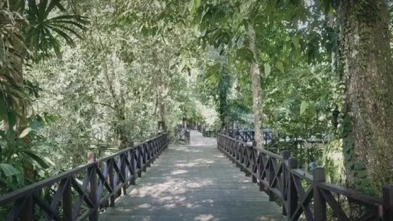 Royal Mulu Resort Boardwalk(5)