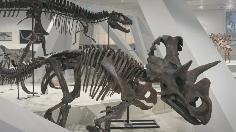 Royal Ontario Museum – Art, culture, and natural history exhibits(4)