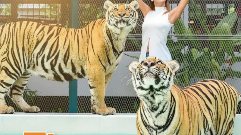 SRIRACHA TIGER ZOO(1)