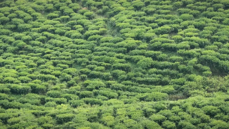 Sabah Tea Garden(2)