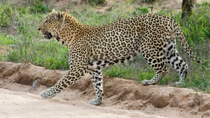Sabie_Sands_Reserve_тАУ_Exclusive_safari_lodges_01