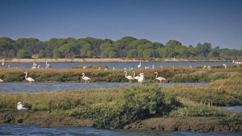 Sado River Estuary – Wetlands(6)