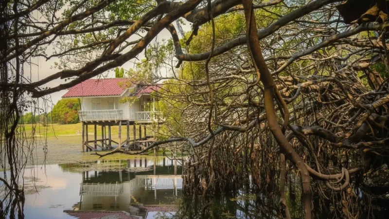 Sai Ngam Banyan Tree Park(1)