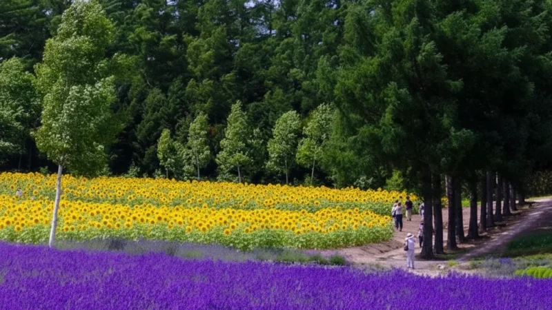 Saika no Sato Lavender Farm(6)