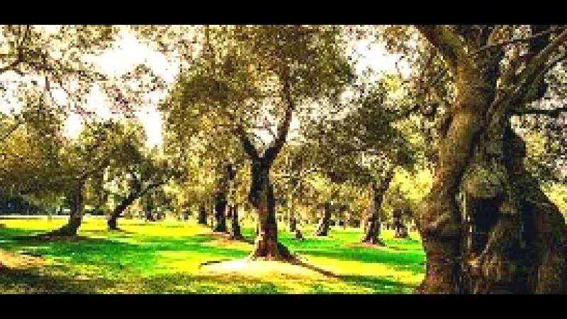 San Isidro Olive Grove – A quiet green space in the(4)