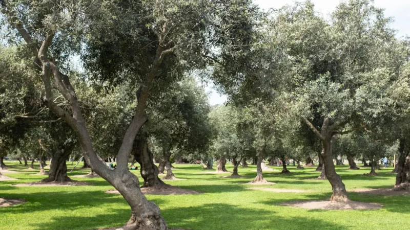 San_Isidro_Olive_Grove_–_A_quiet_green_space_in_the_city__04