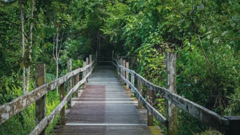 Sandakan Rainforest Park(5)