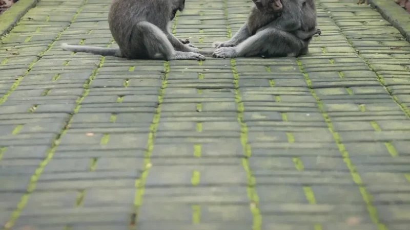 Sangeh Monkey Forest(3)