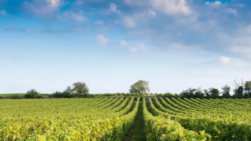 Saumur Vineyards(3)
