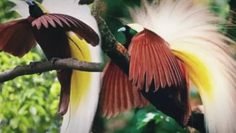 Sawinggrai Village – Bird-of-paradise(4)