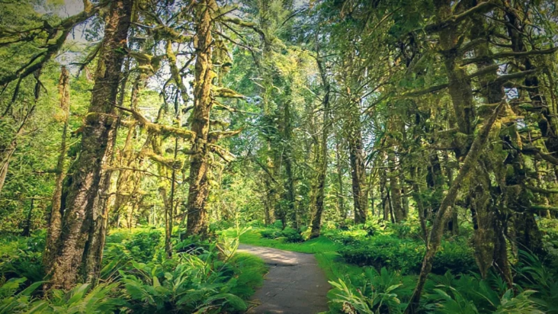 Scenic Forest Paths(1)