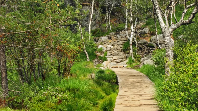 Scenic Forest Sections – Calm Woodland Hiking Areas(1)